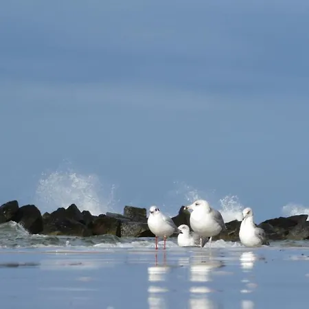 Strandstr_51 9 Zingst
